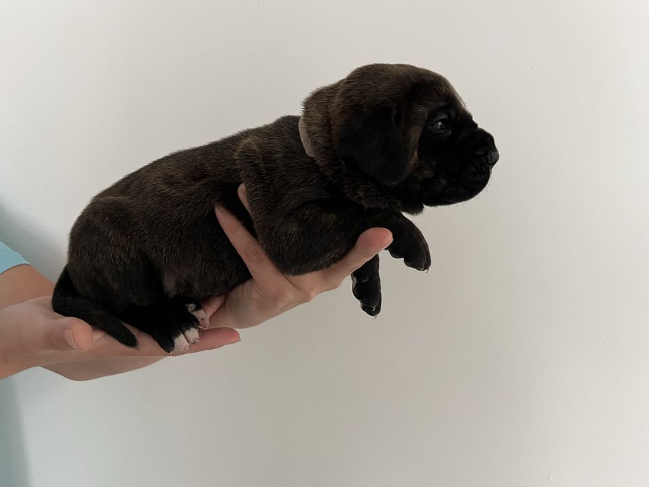 Cane Corso Italiano