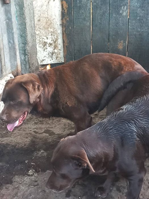 Лабрадор Ретривер