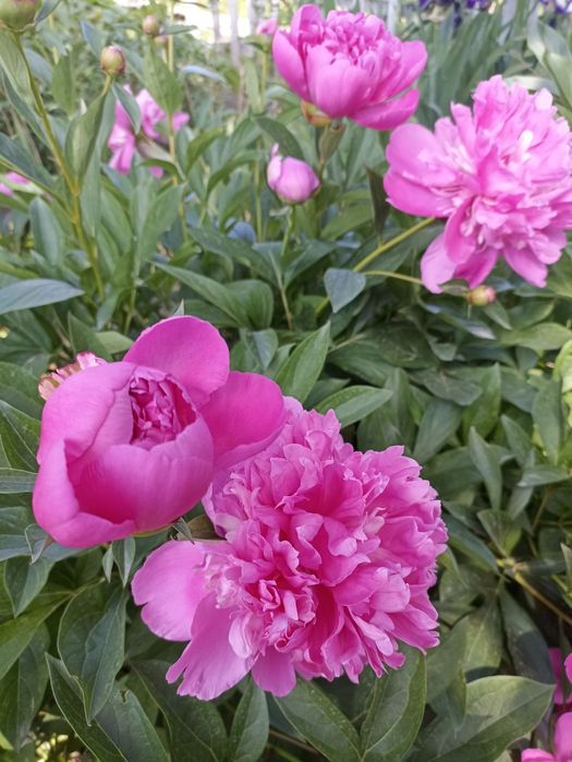 Півонія рожева.          .