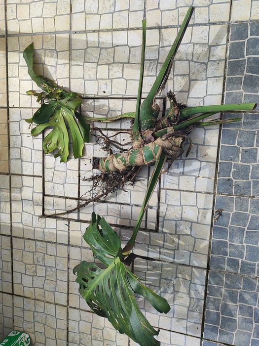 Planta Monstera gigante
