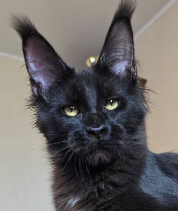 Кошенята мейн кунів