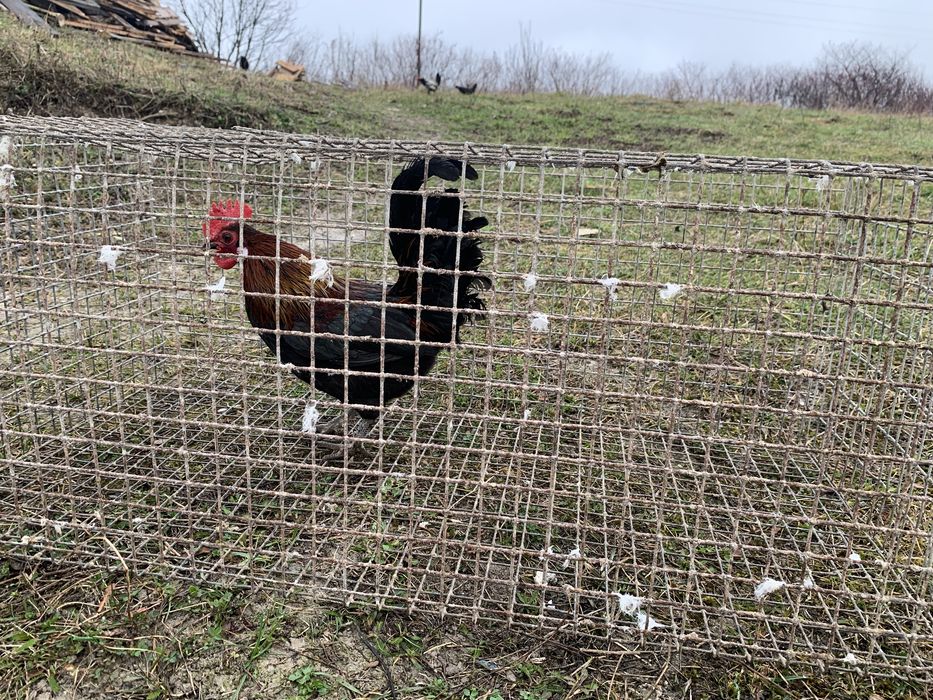 Карликові півники