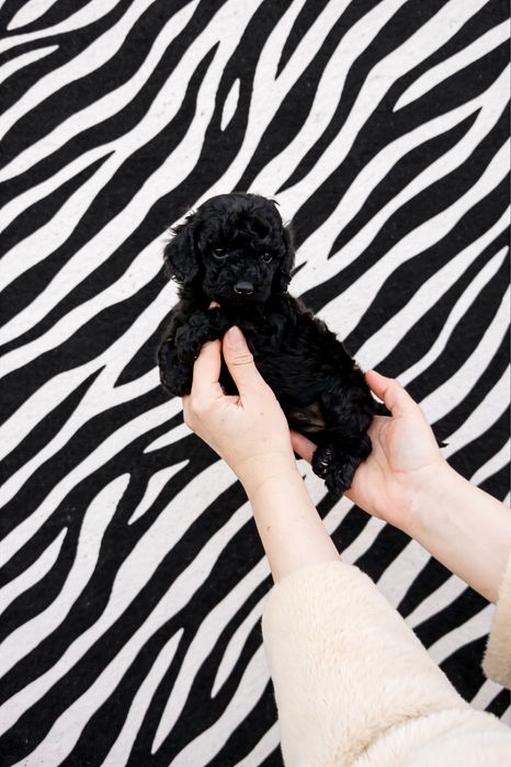 Очаровательная брюнеточка девочка пудель.