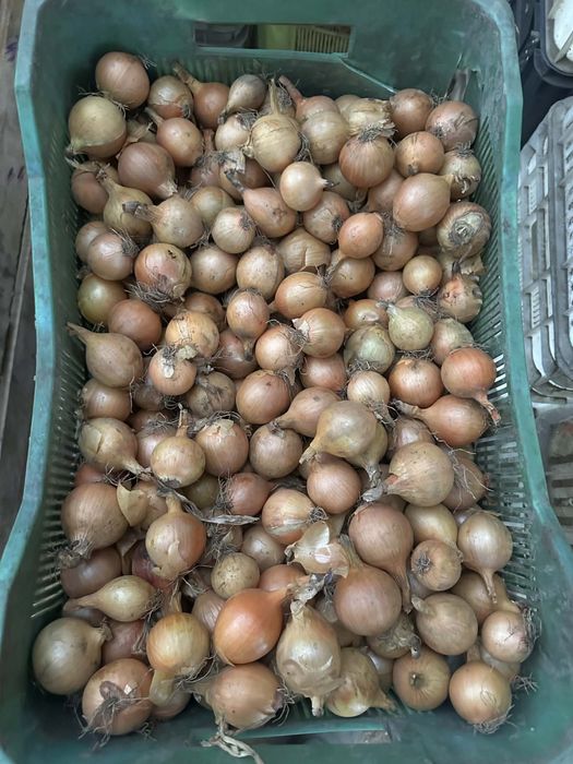 Cebula ba wysadkę, szczypior