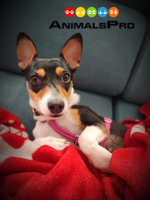 Hotel i opieka dla zwierząt, wyprowadzenie psów