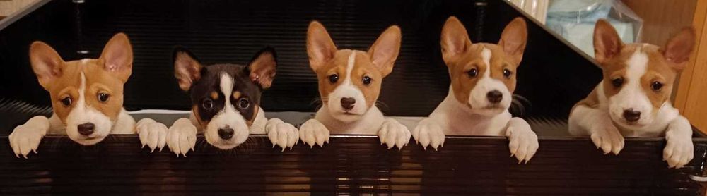 Szczenię rasy Basenji Hodowla Frayko FCI