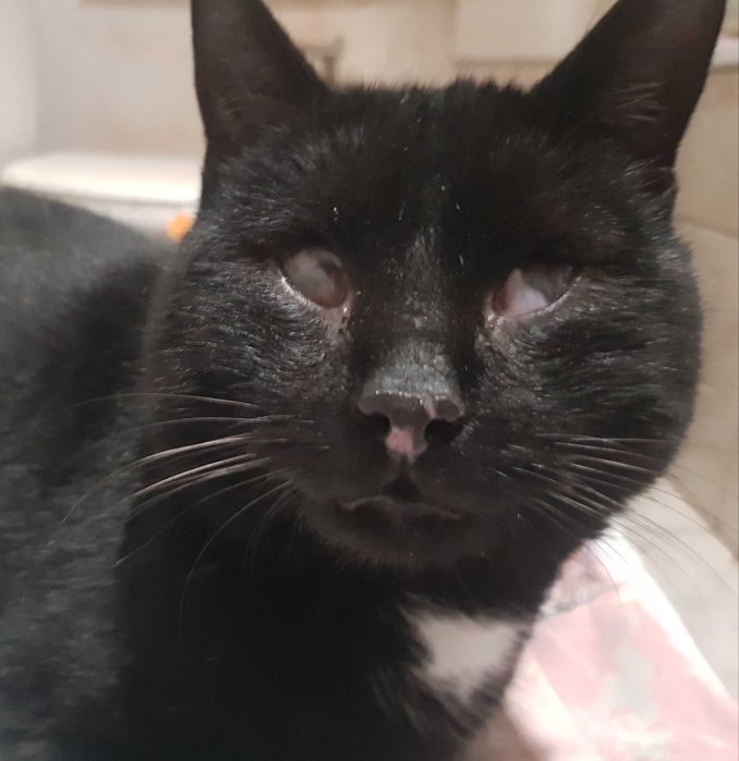 Bazylek kocurek do adopcji