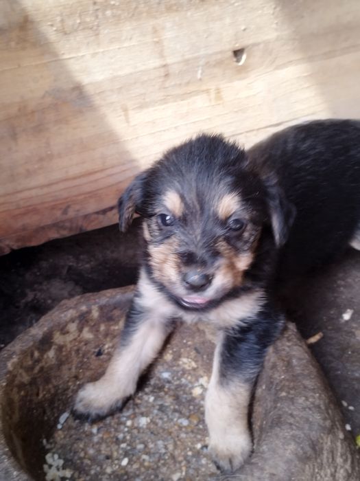Cachorros para adoção