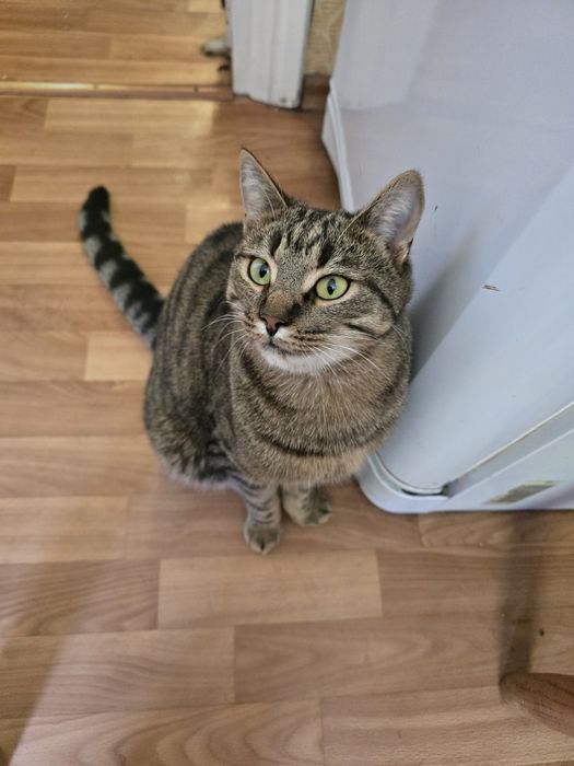 Котик в добрі ручки!