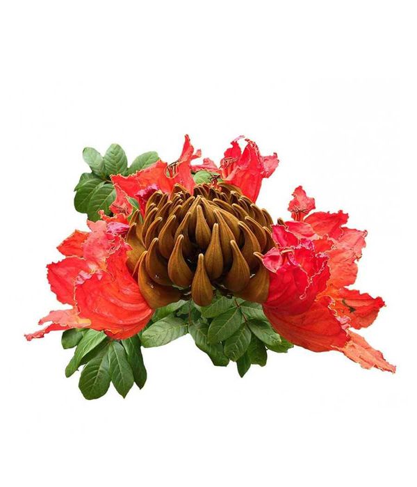 Sementes de Arvore das Túlipas