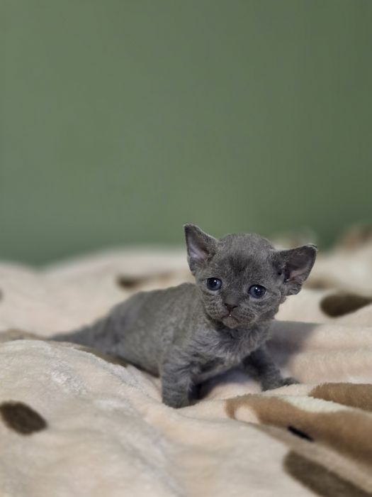 Kotka Devon Rex FPL
