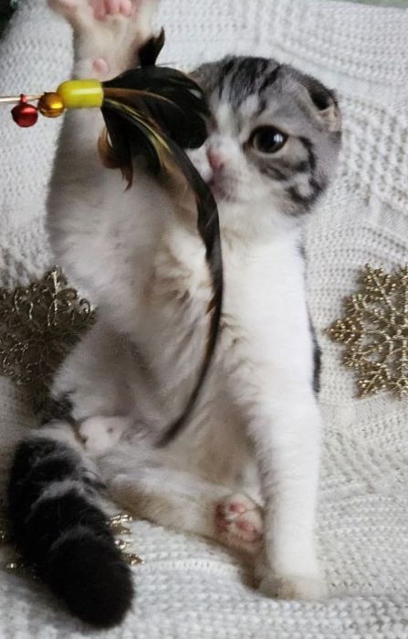 Неймовірно привітний Скотіш фолд плюшик в святковому окрасі