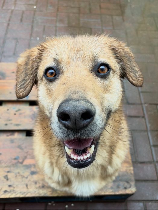 BEKAS - cadela para adoção responsavel
