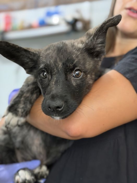 Cachorro bebé para adoção responsavel