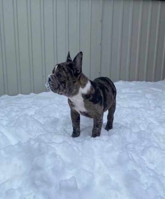 Красуня французский бульдог