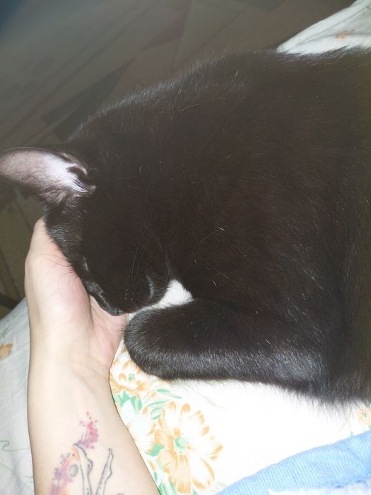 Віддам в добрі руки котика