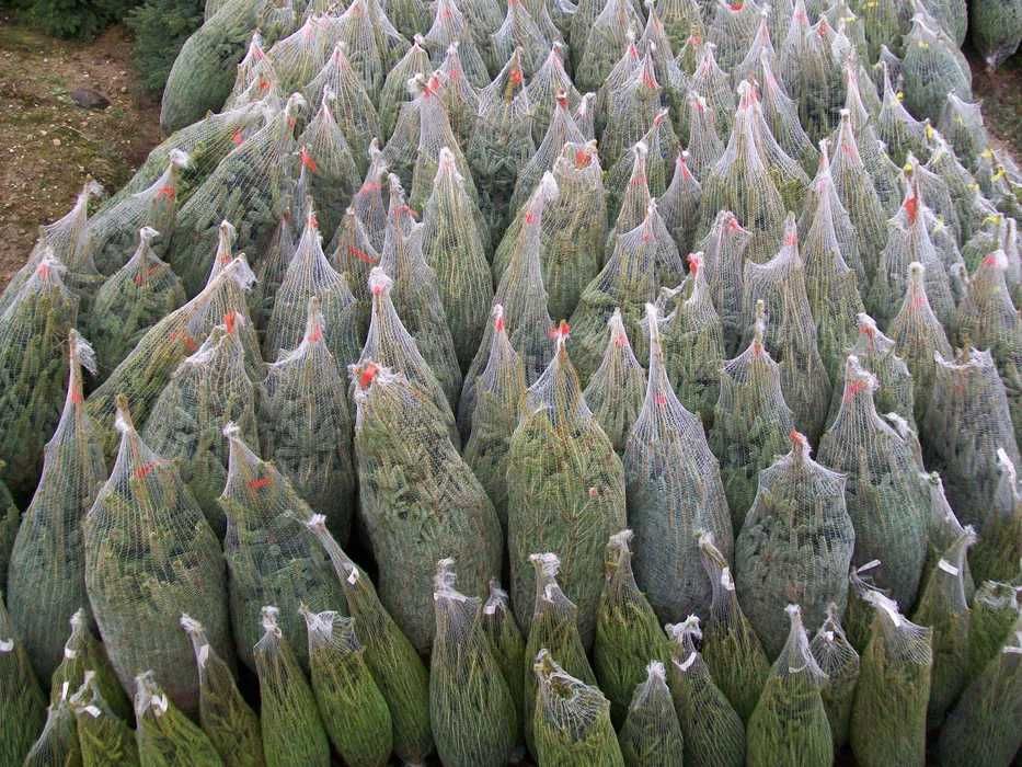 Choinki Cięte Świerk Srebrny 170-200cm Plantacja