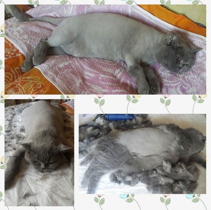 Грумер, сирижка котів! У мене або у Вас дома