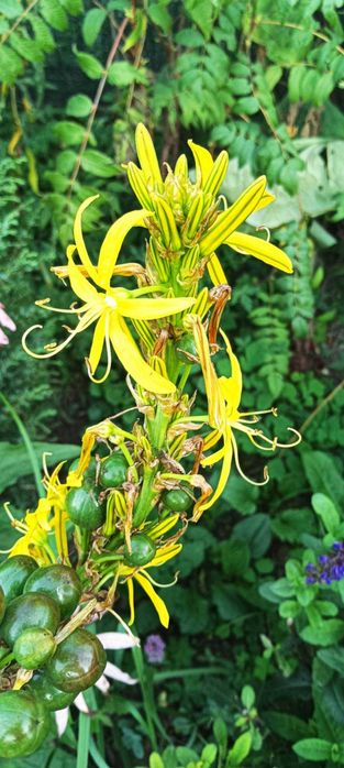 Асфоделіна. залишки з саду.