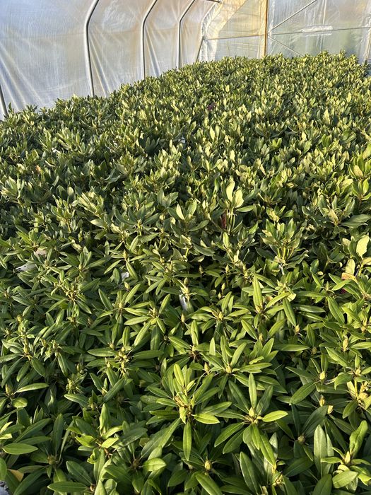 Rododendrony 4L Różne Kolory