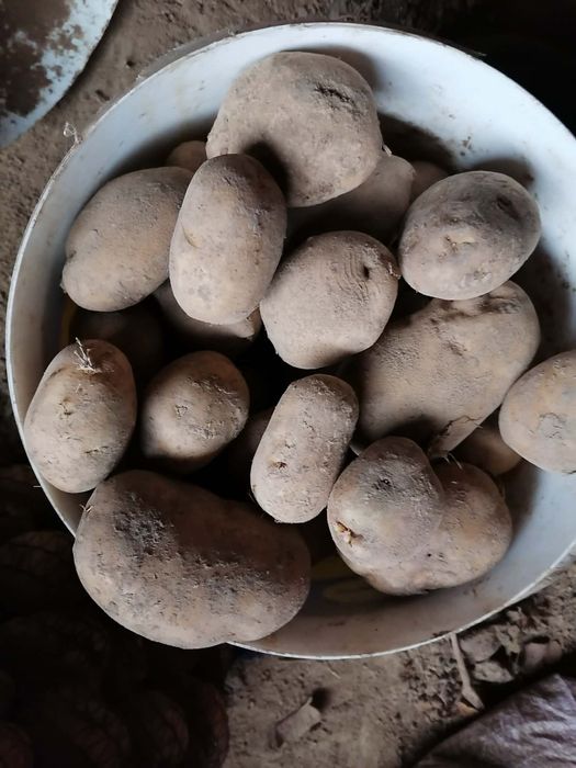 Ziemniak Worek 15 kilo prosto z gospodarstwa wysyłka paczkomat