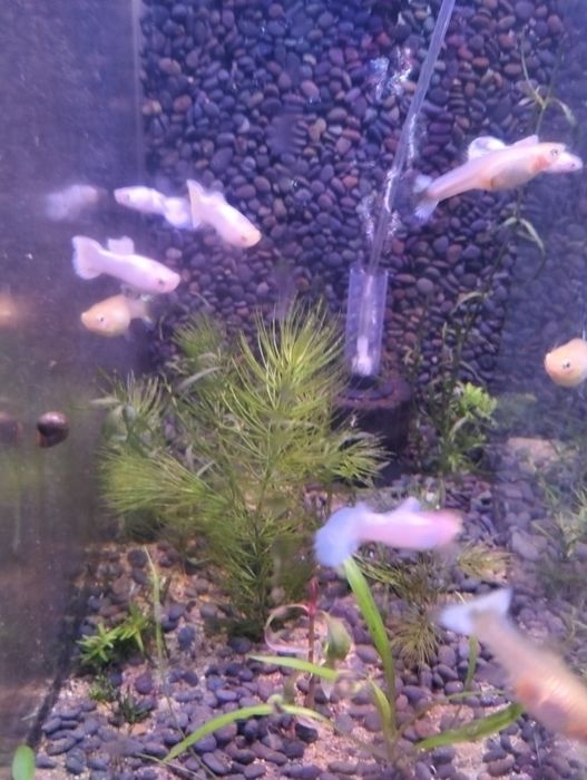 Packs para aquário guppys/camarões/plantas/enguias de vinagre