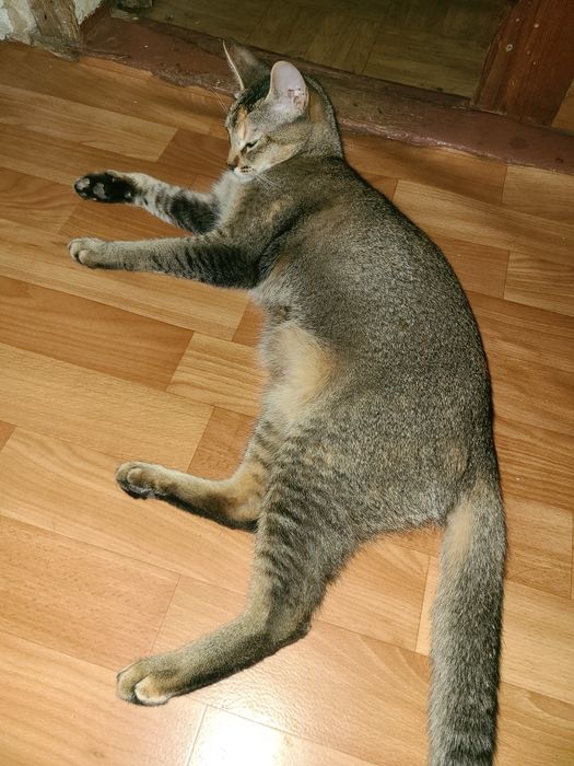 Кошка Абиссинская