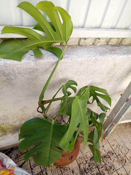 Planta costela de Adão com 80 cm