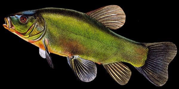 Lin sandacz pstrąg stawowy karaś koi szczupak