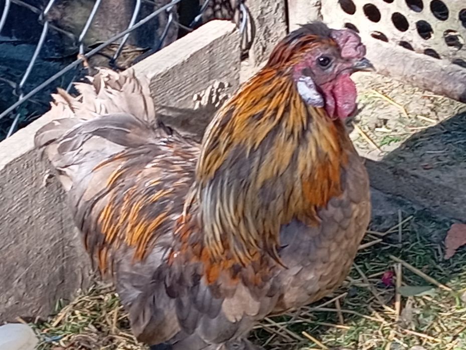 Sprzedam koguta araukana
