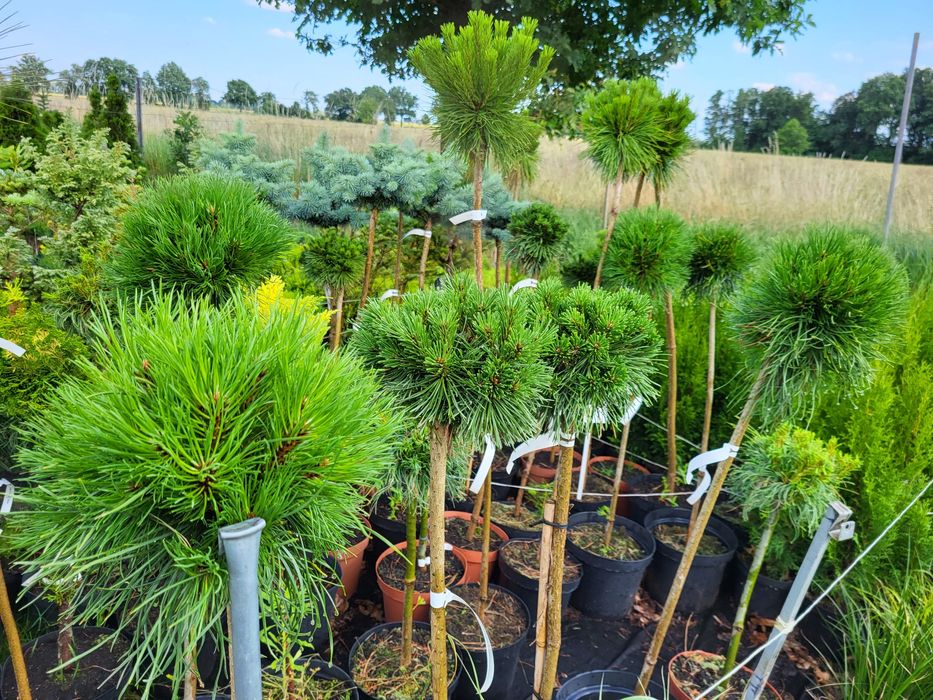 Drzewka na pniu, tuje formowane, sosny na pniu PROMOCJA.