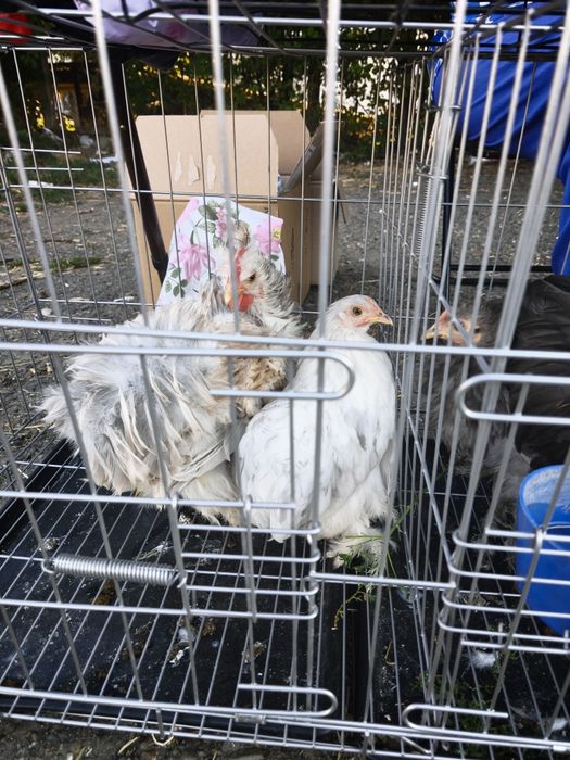 Продам карликових курочок та півнів