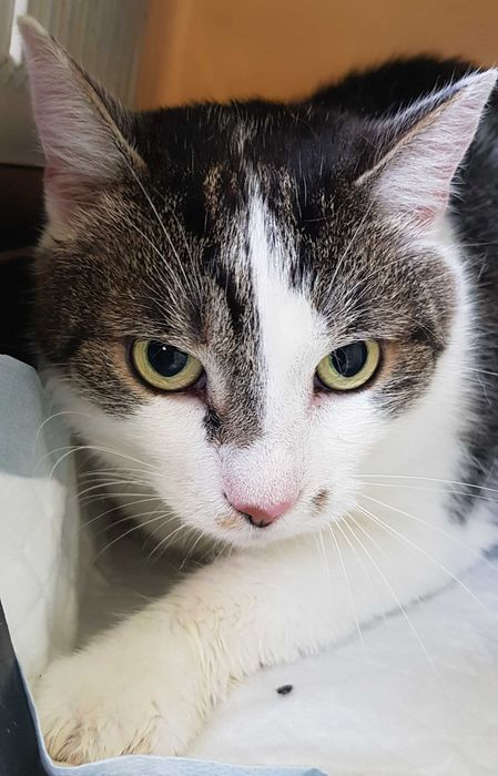 Poznań i okolice - kocurek Bastion (Stefanek) szuka domu