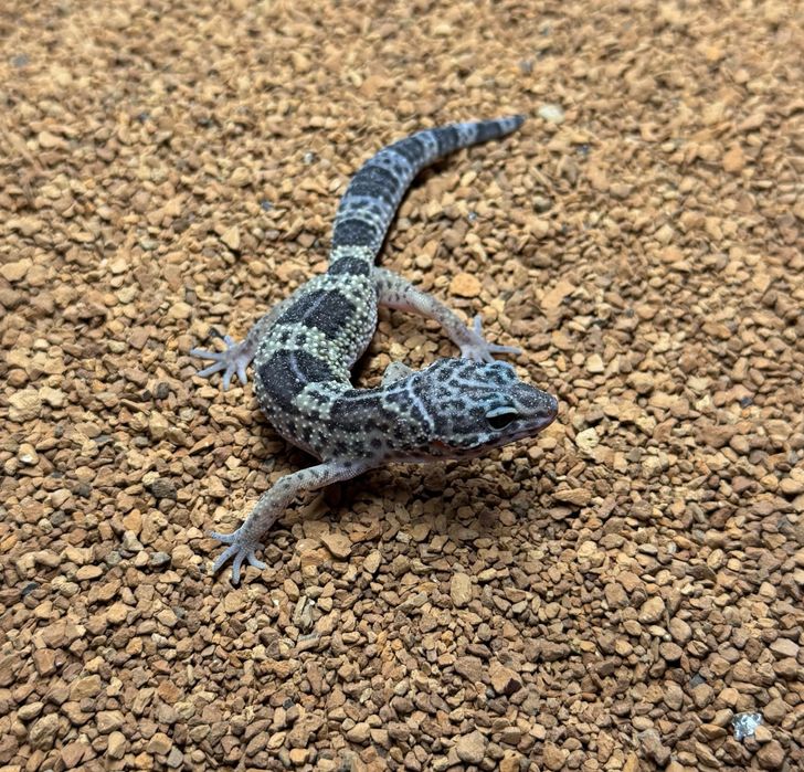 Gekon lamparcci Eublefar- mlode oraz podrostki