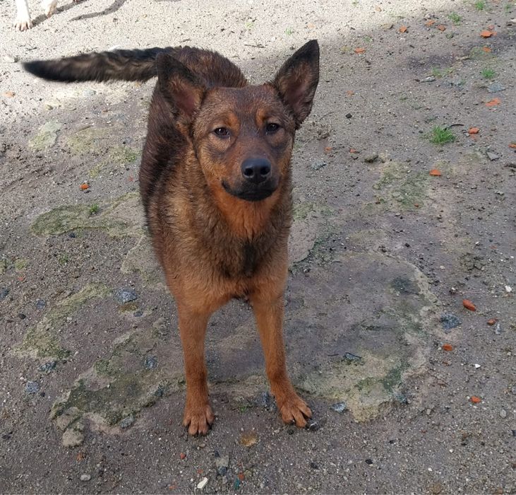 Nina, cadelinha com 8 meses para adoção responsável