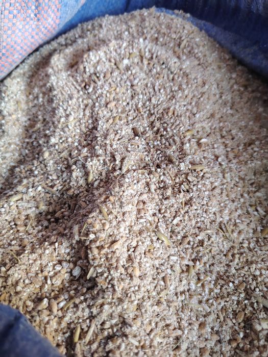 Pszenica pasza dla kur owies pszenżyto