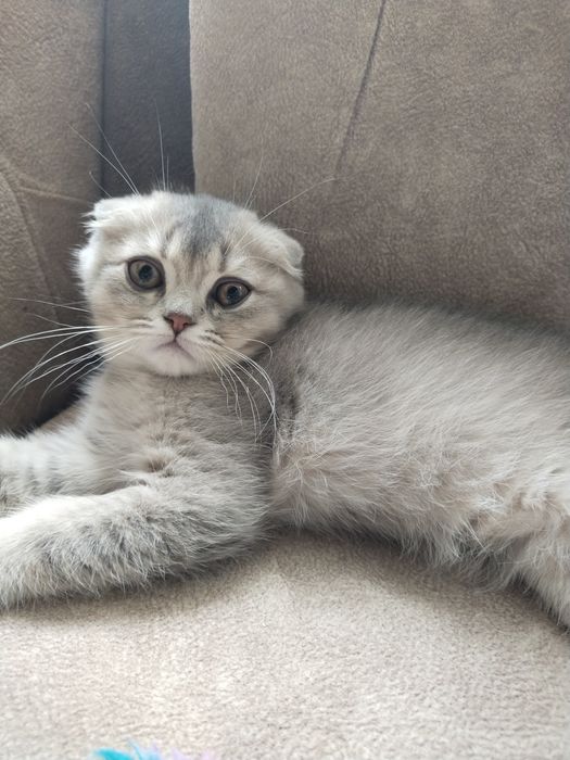 Продам шотландських кошенят, хлопчики..