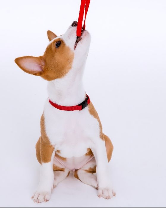 Щенок басенджи девочка 2024