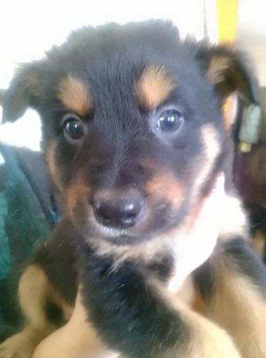 Цуценята народжені 1 грудня 2025 року