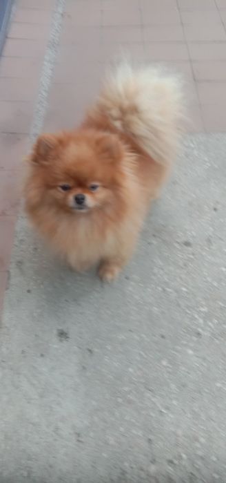 В'язка Померанський шпіц.