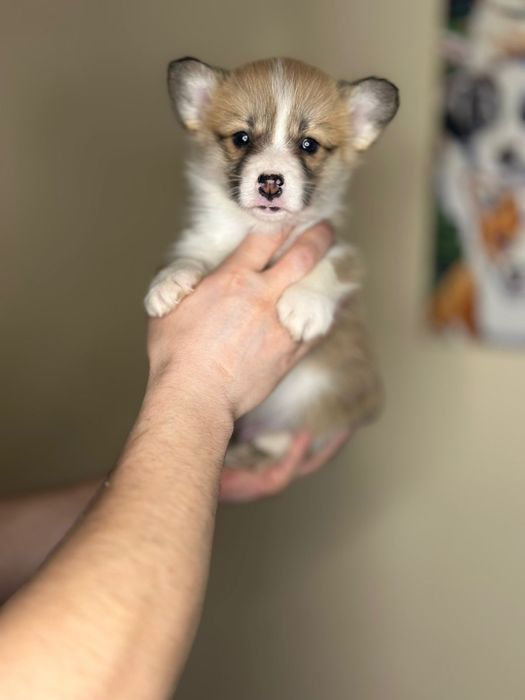 Коргі пемброк. Вельш коргі. Є також бобтейл. Цуценята