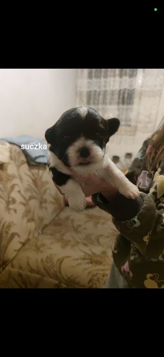 Odam za darmo pieski