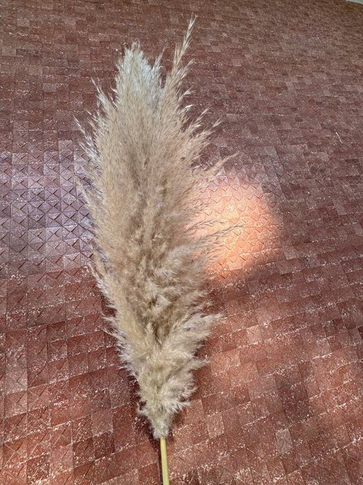 Пампасна   трава