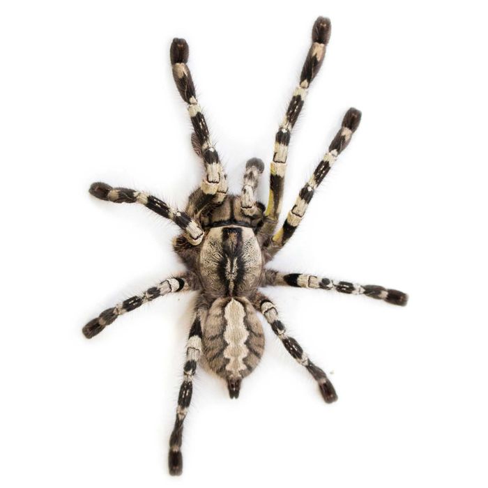 Poecilotheria regalis L4