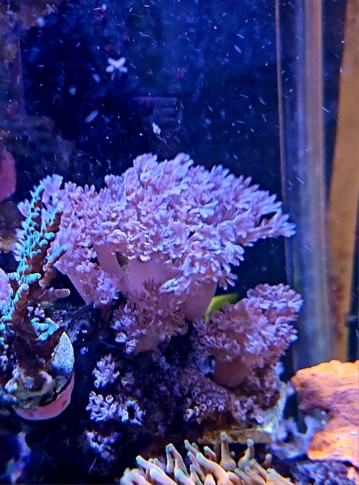 Pack de 5 corais faceis