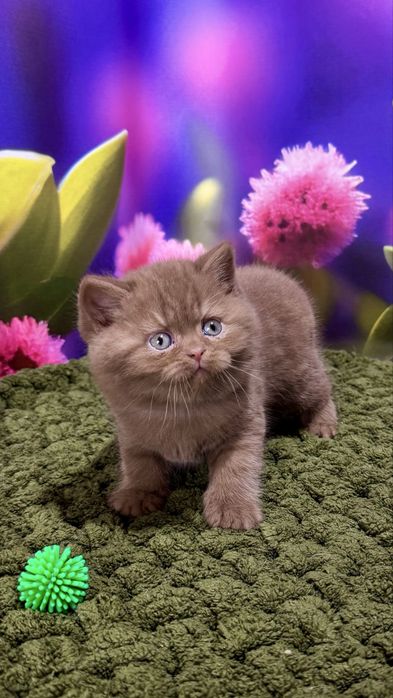 Котик мальчик британський цинамон