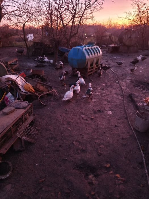 Качка мускусна. Шипуни