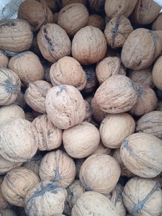 Горіхи, продам грецькі горіхи