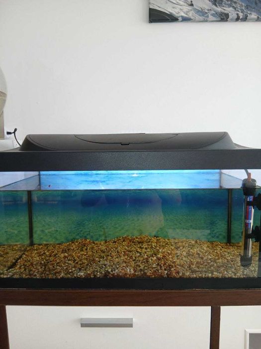 Zestaw Akwarium 54L + Rybki