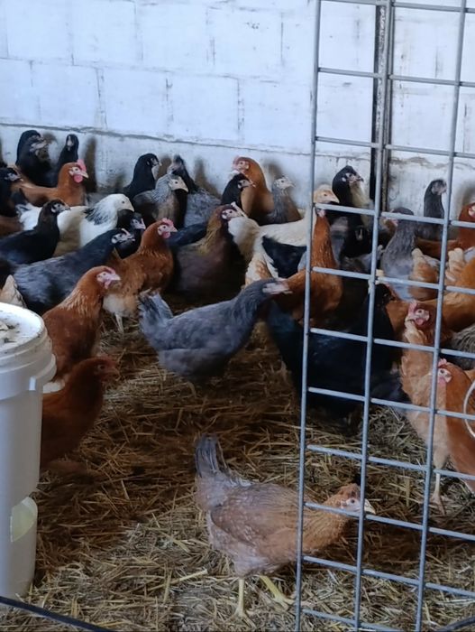 Kury nioski jajka marans araucana